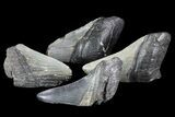 Real Fossil Megalodon Partial Tooth - 2 1/2 - 3 1/2" Size - Photo 5